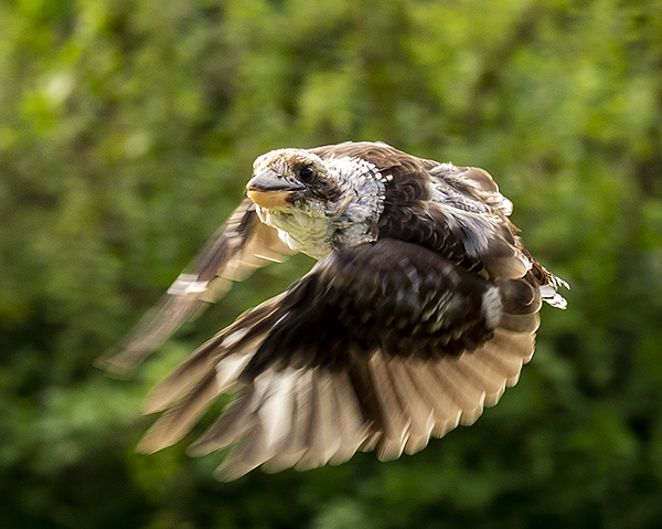 Bird in flight