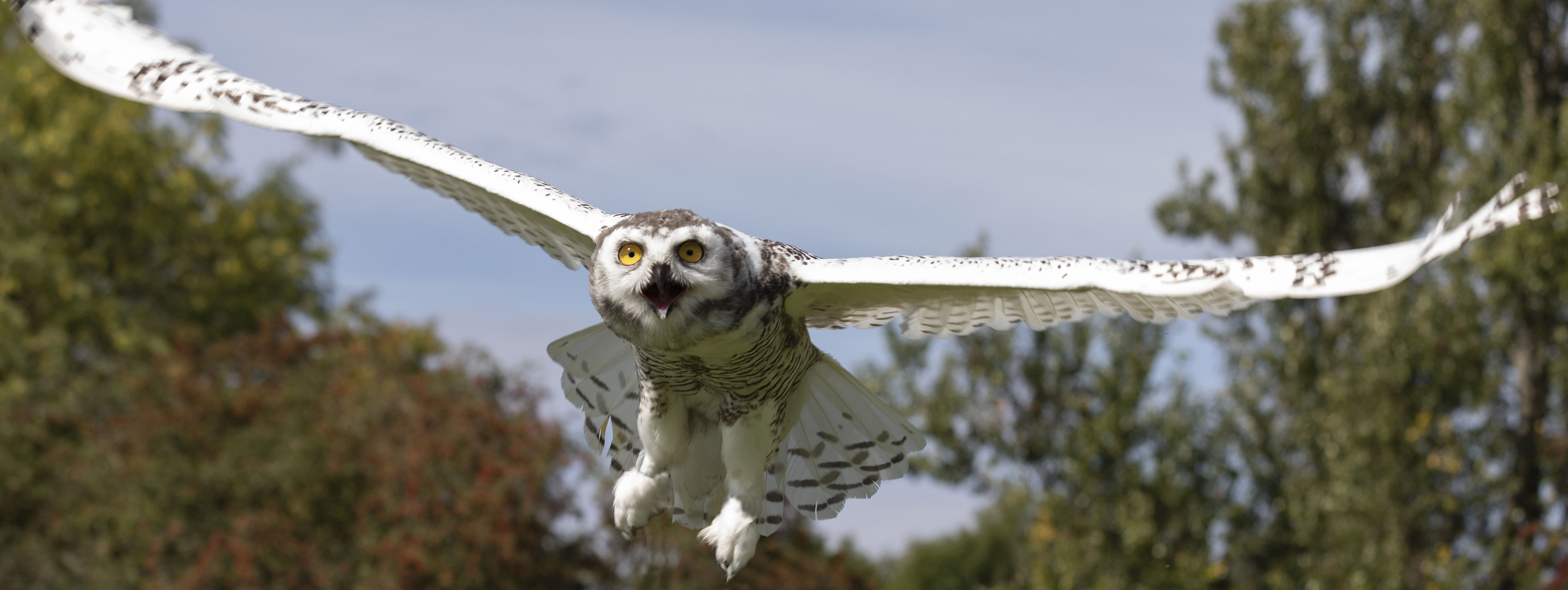 York Bird Of Prey Centre