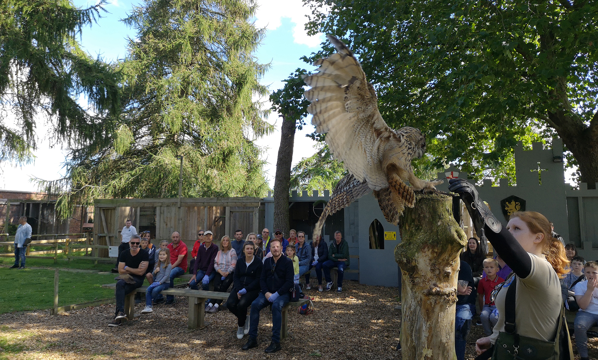 Owl display